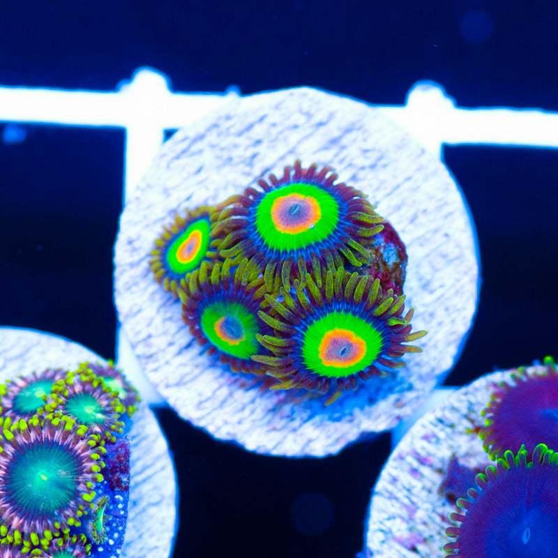Rasta Zoanthids #1