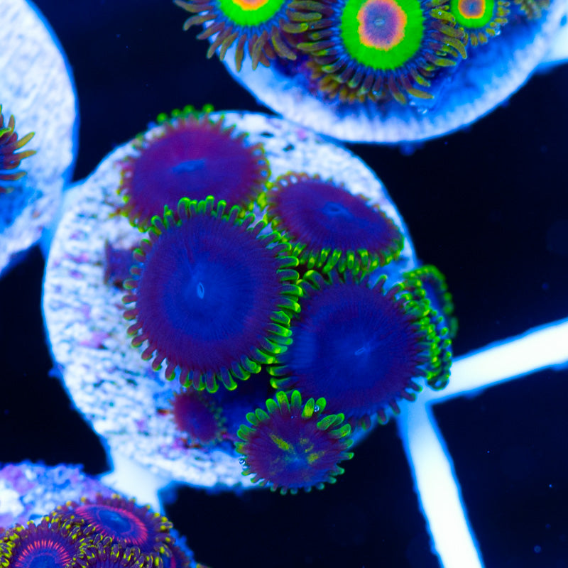 ARC Joker Zoanthids