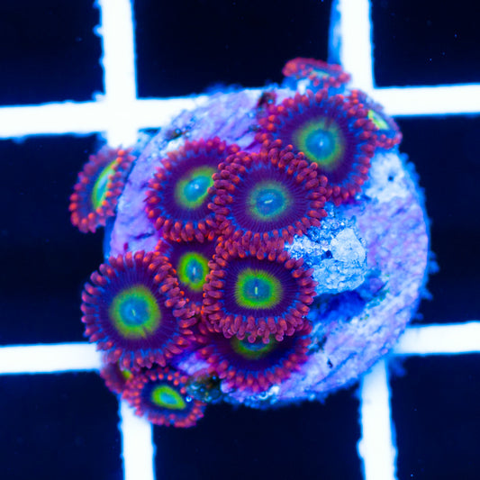 Circus Zoanthids