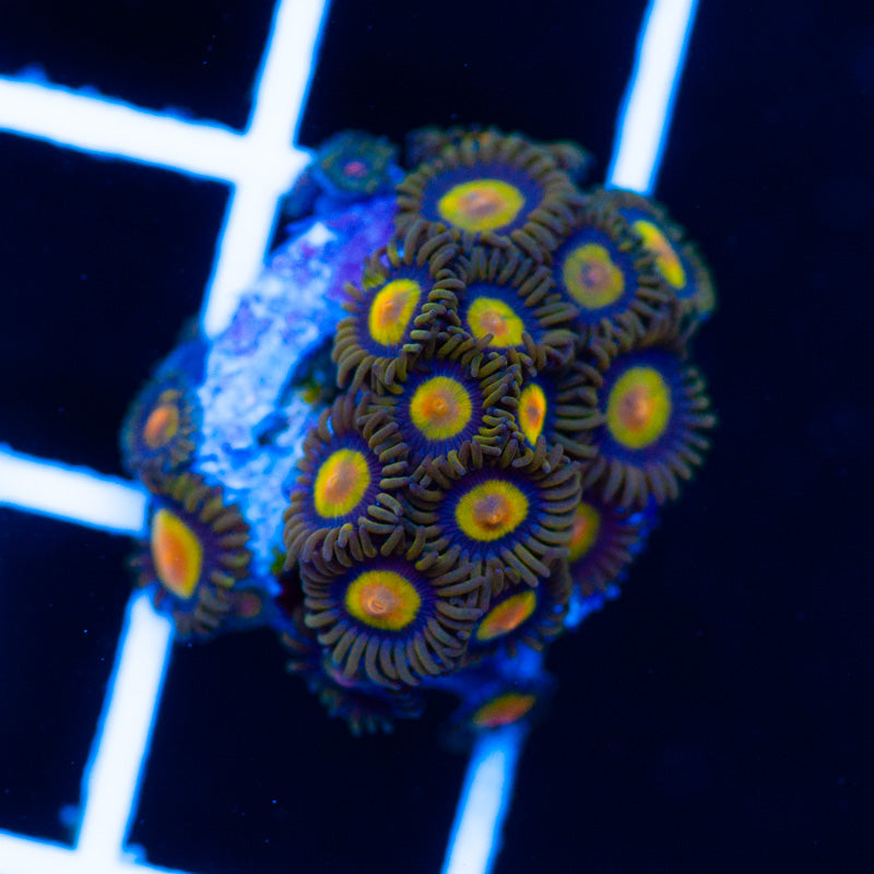 CC Tutti Frutti Zoanthids