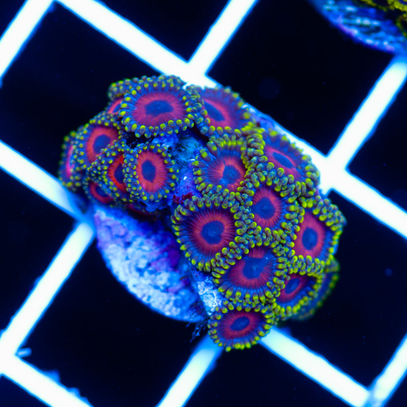 Eagleeye Zoanthids