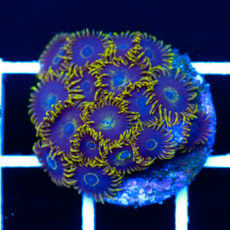Blue Macaw Zoanthids
