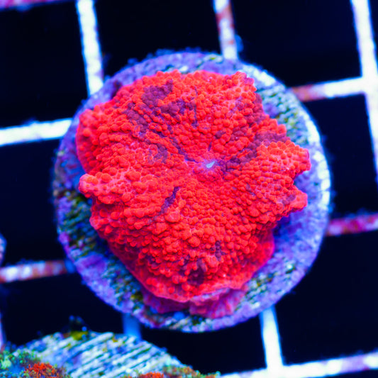 Deadpool Discosoma Mushrooms