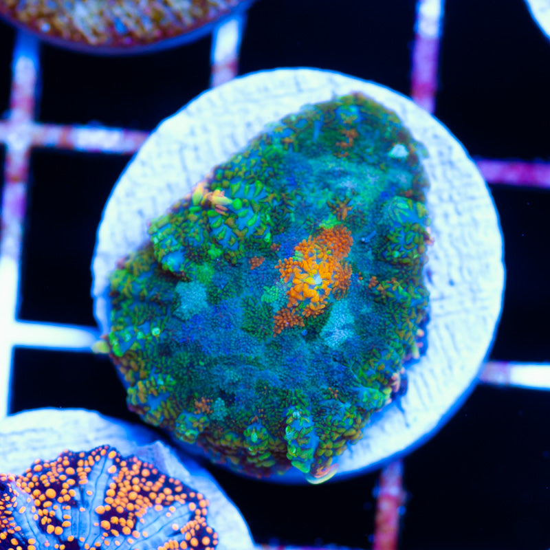 Master Mosaic Mushroom