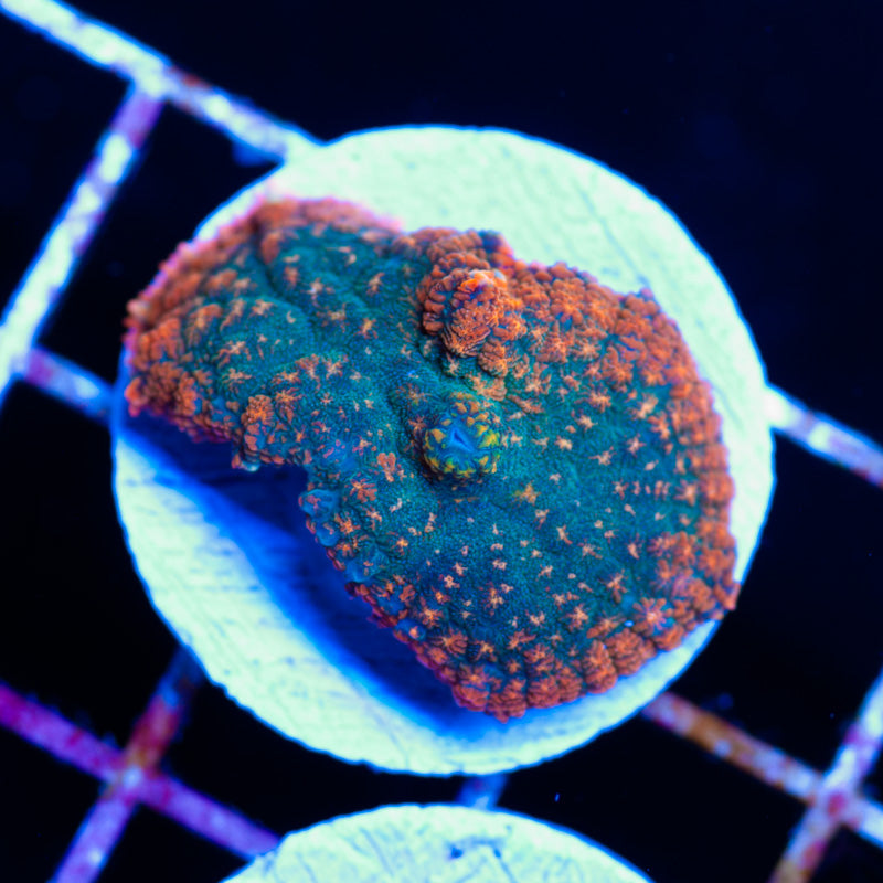 Forest Fire Rhodactis