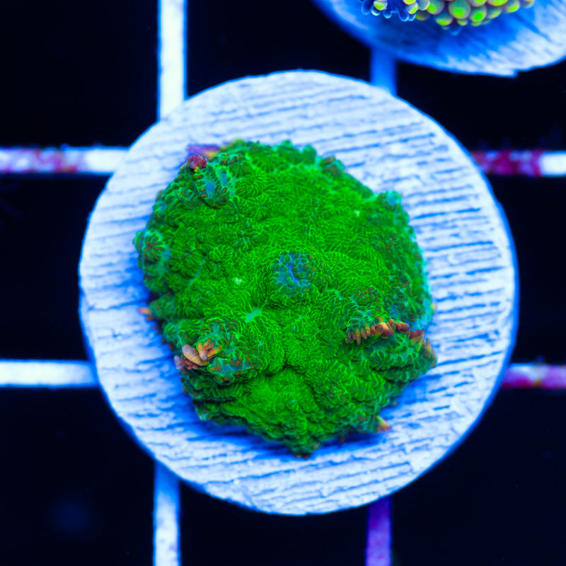 Alien Oooze Mushroom