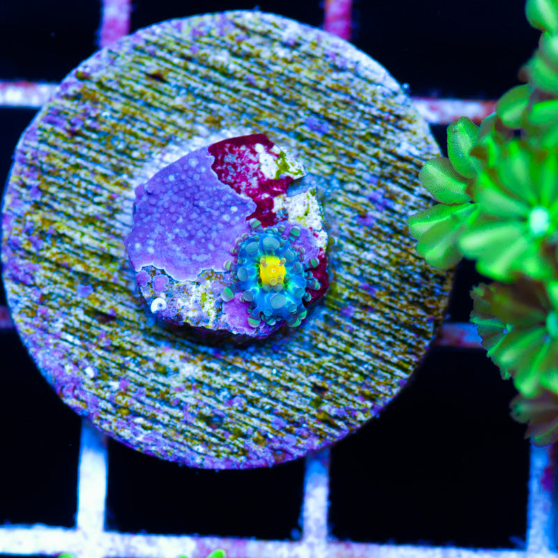 Aquacultured Wee Baby Yuma