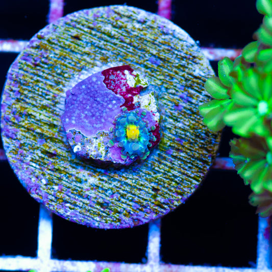 Aquacultured Wee Baby Yuma