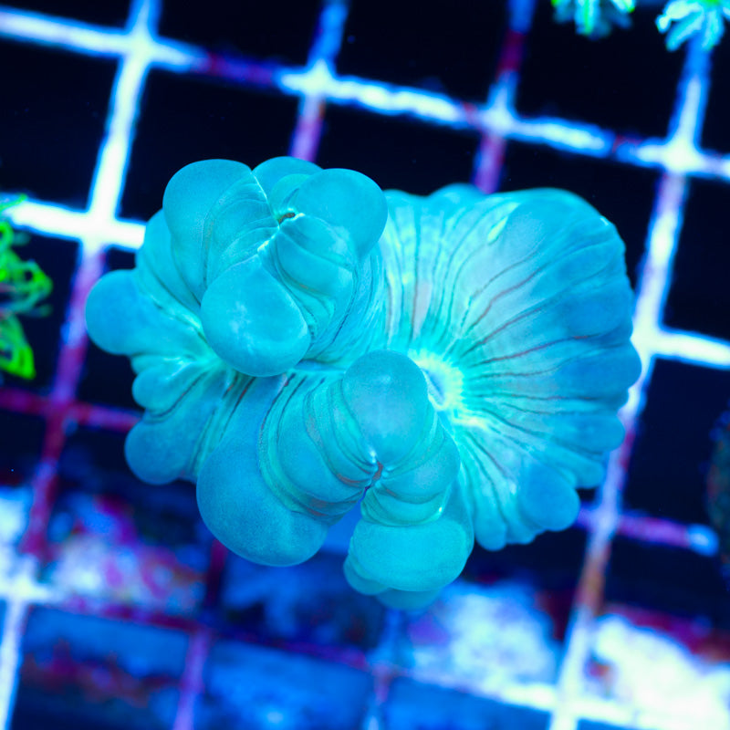Fluffy Green Fox Coral