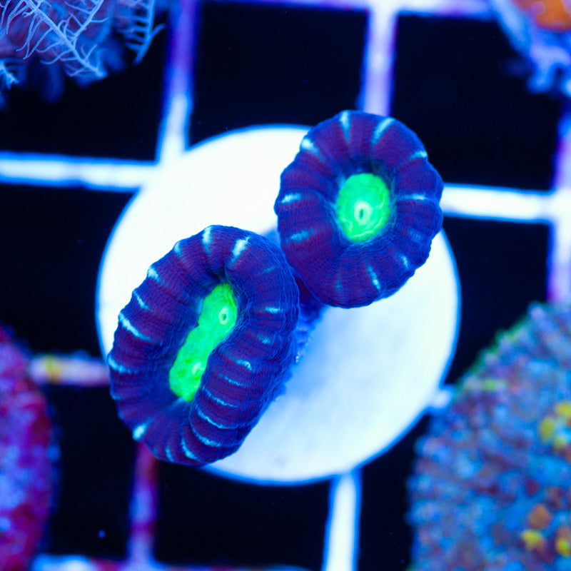 Alieneye Candy Cane