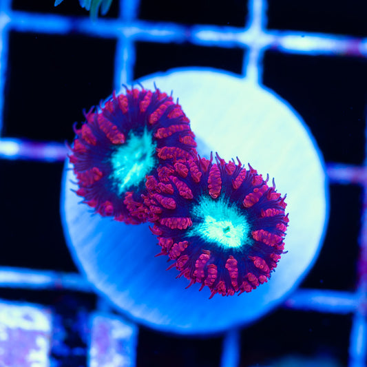 Aussie Black Cherry Blastomussa