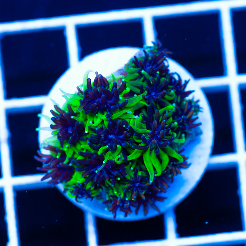Sonic Galaxea