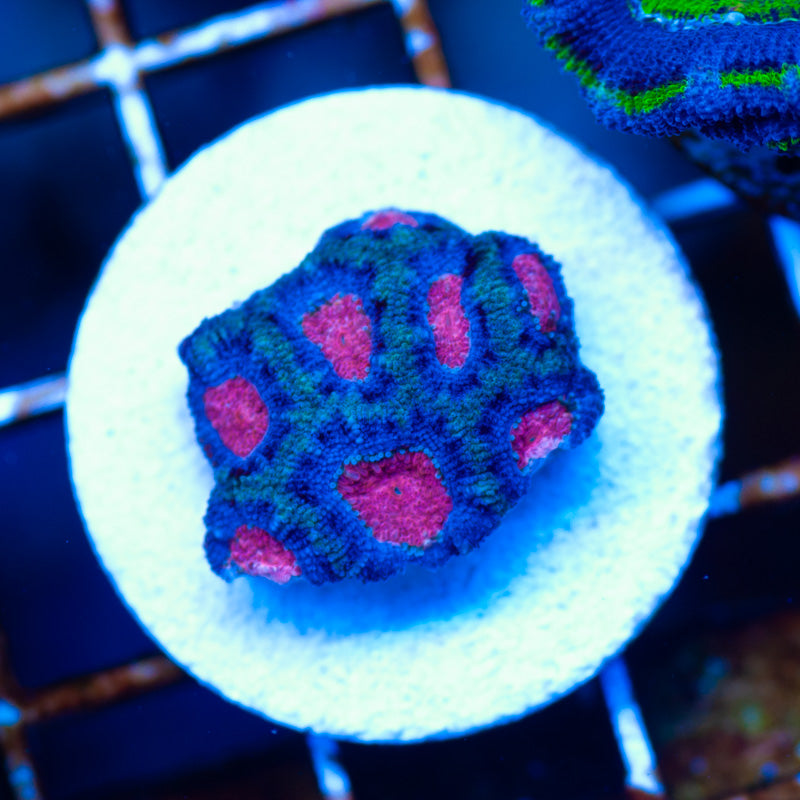CJs Pinkeye Micromussa