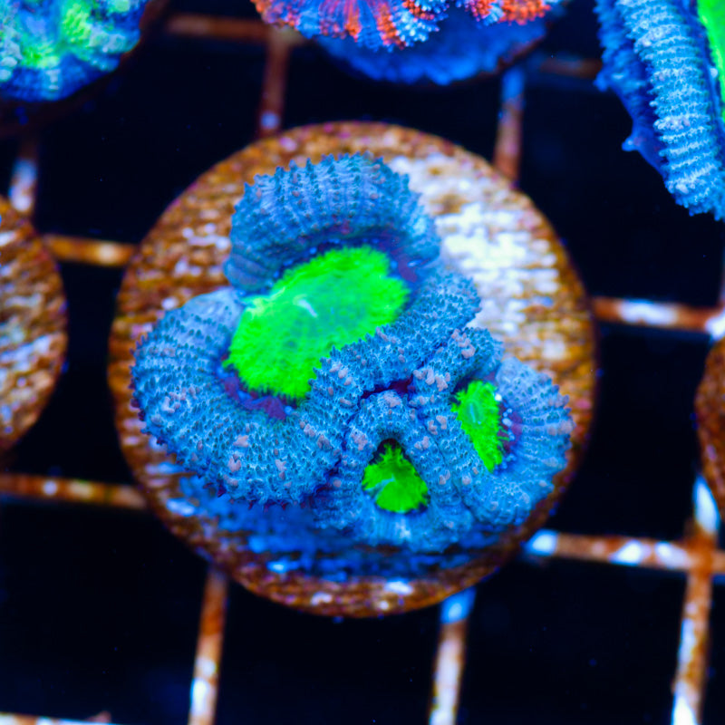 I am a Cool Acan #2