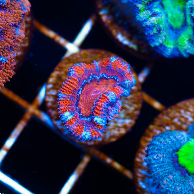 Sexy Single Polyp Acan