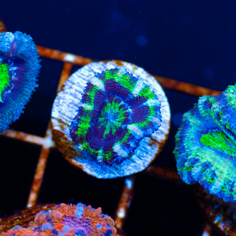 Sexy Single Polyp Acan #2
