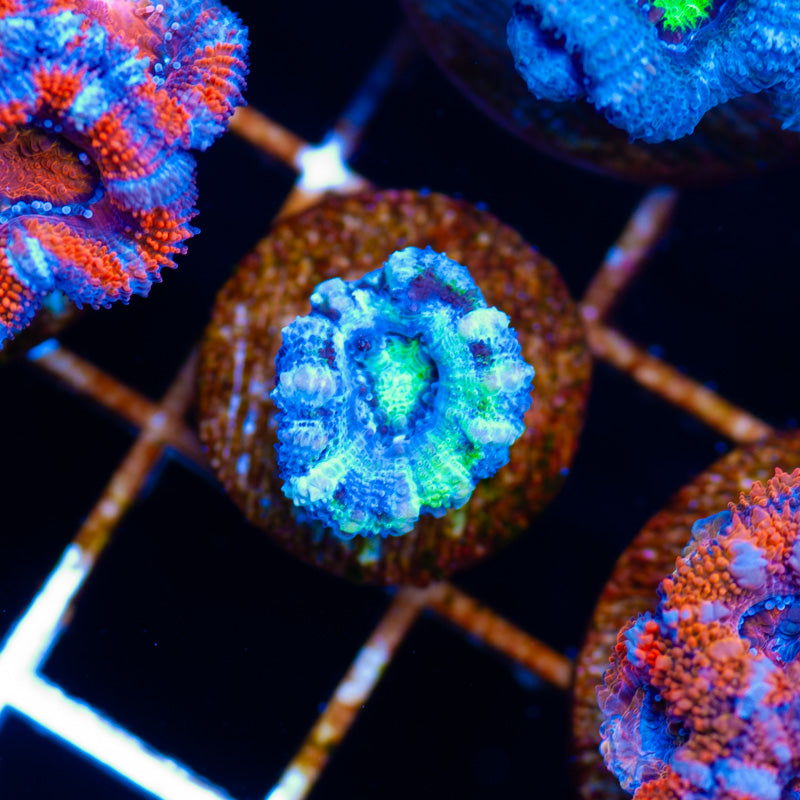 Sexy Single Polyp Acan #3
