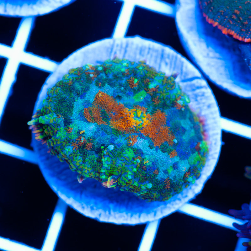 Master Mosaic Mushroom