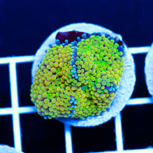 Bubble Lemon Ricordea #1