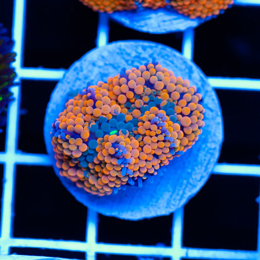 Orange Creamsicle Ricordea