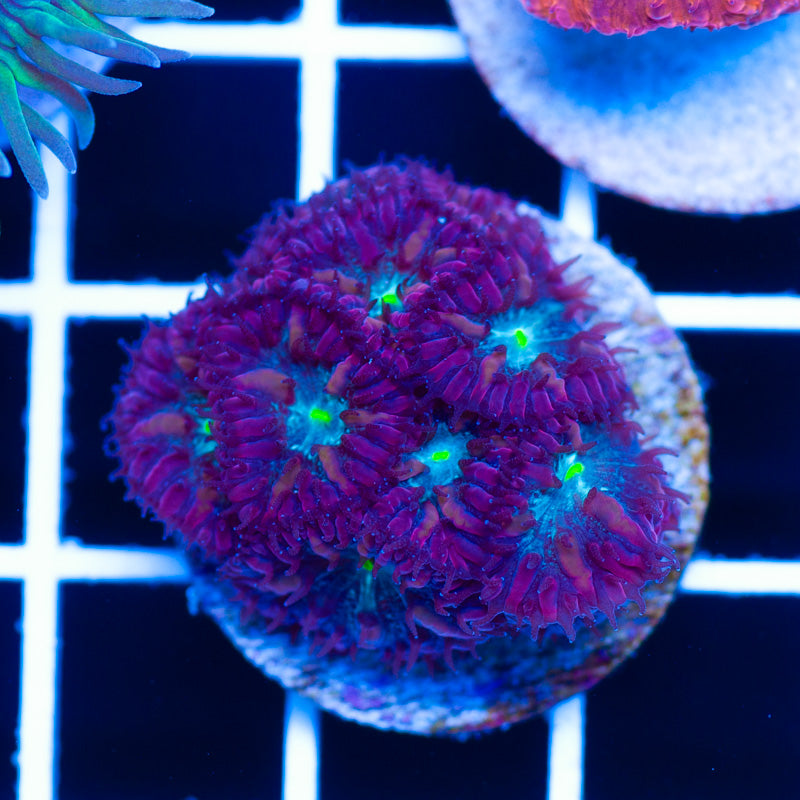 Bright Eye Blastomussa Merletti