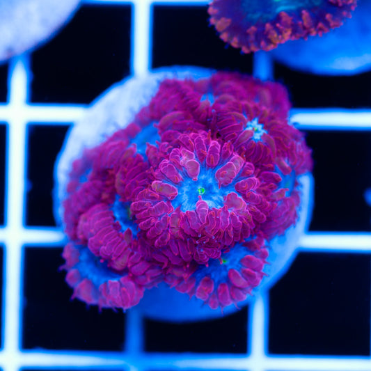Blue Raven Blastomussa Merletti