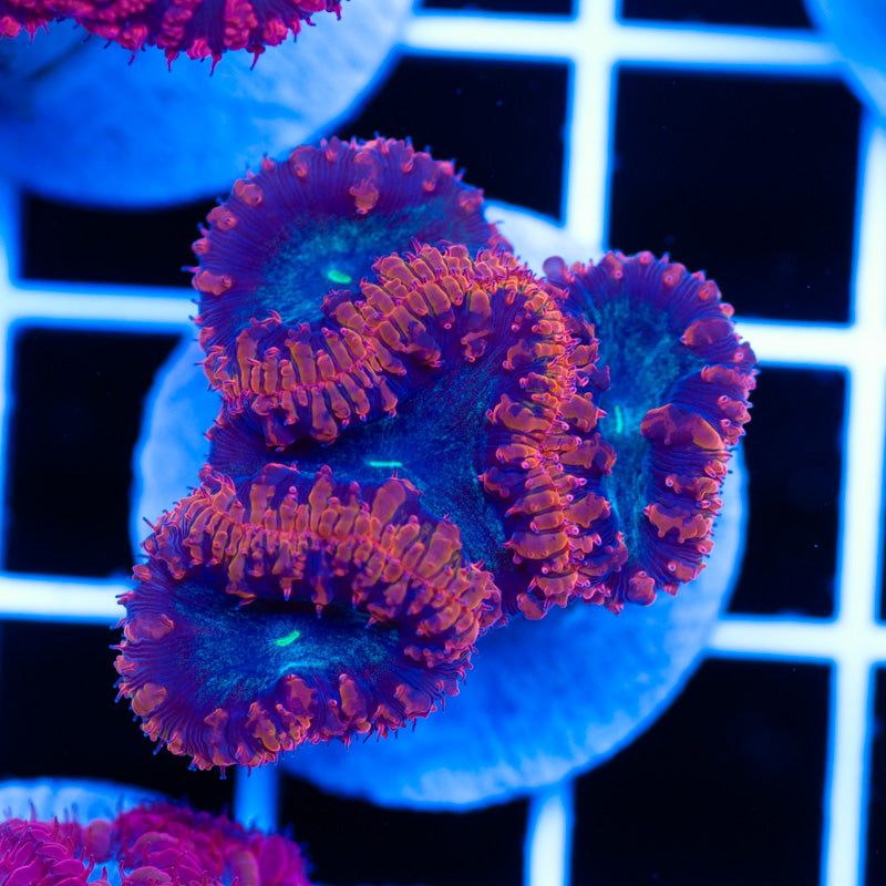 Aussie Black Hole Blastomussa
