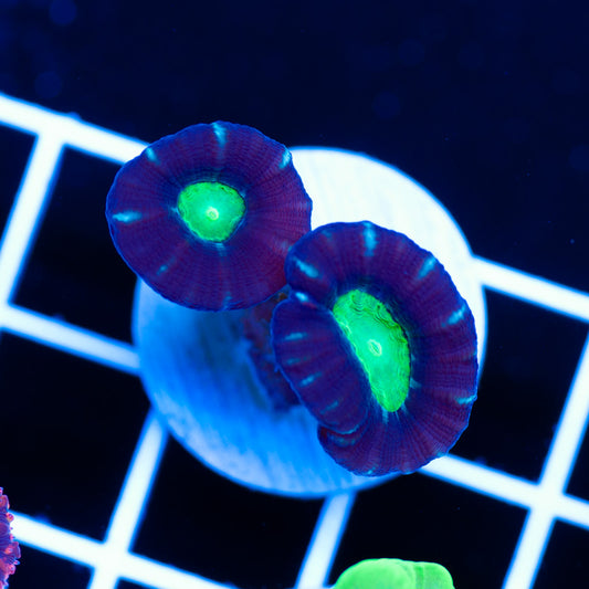 Alieneye Candy Cane
