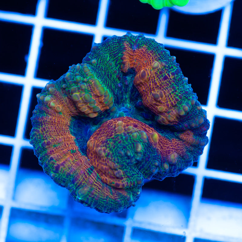 Stellar Aussie Lobophyllia