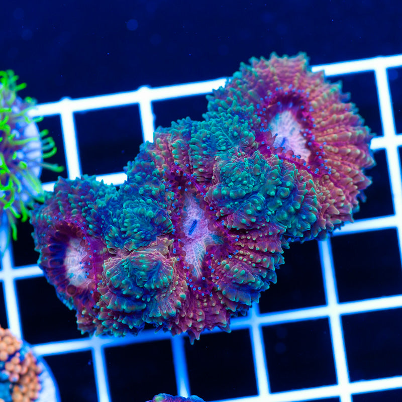 Insane Aussie Lobophyllia