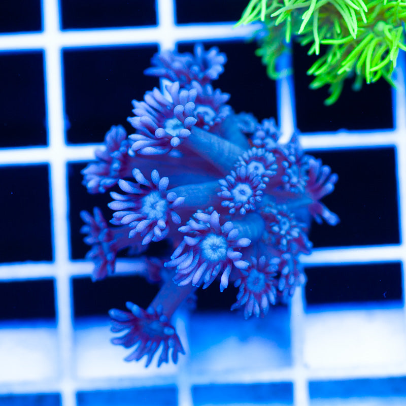 TCK Grape Gumball Goniopora