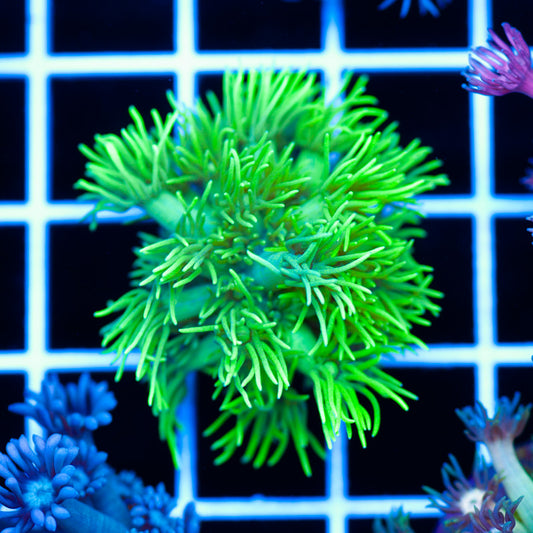 BCR Frostbite Goniopora