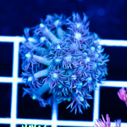 BCR Peacock Goniopora