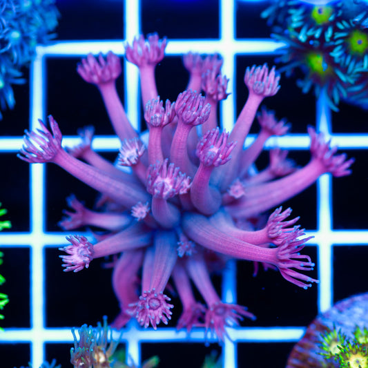 CC Pink Panther Goniopora