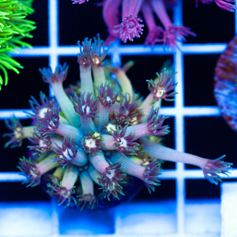CC Pink Lemonade Goniopora