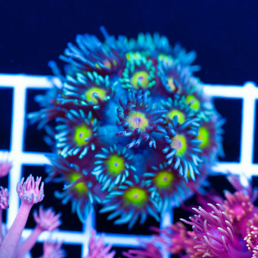 Osaka Sun Goniopora
