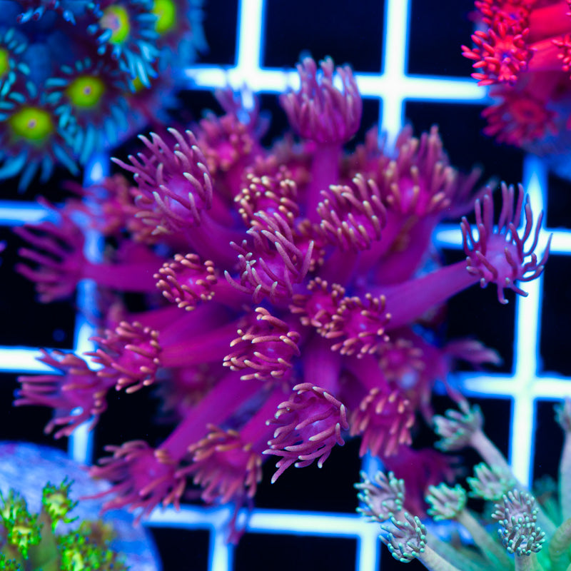 Hellfire Goniopora