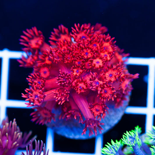 ORA Ultra Red Goniopora