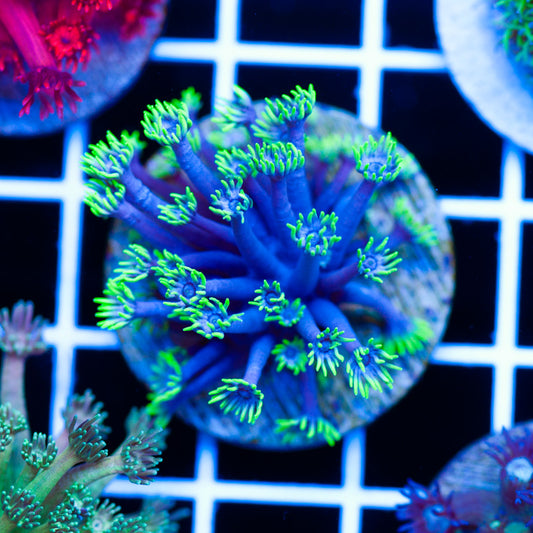 CC Purple People Eater Goniopora