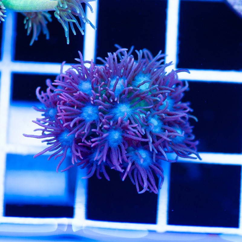 BCR Hallucination Goniopora