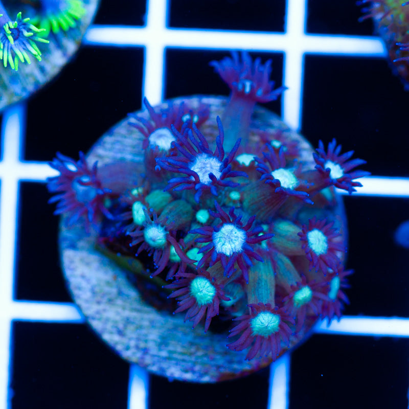 CC Icebreaker Goniopora