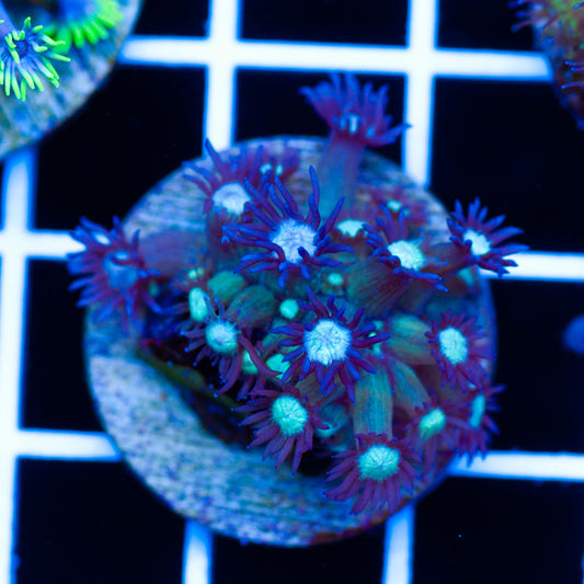 CC Icebreaker Goniopora