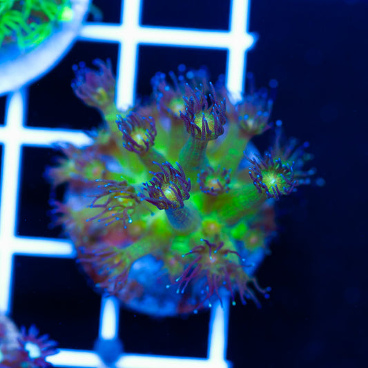 Glitterbomb Goniopora
