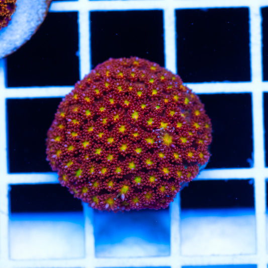 WWC Kaleidoscope Bernardapora/Goniopora