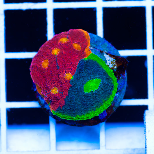 Jellybean Chalice