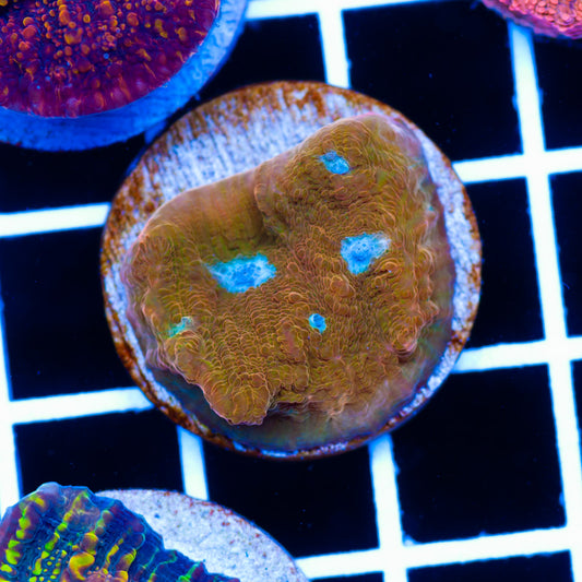 JF Orange Zombie Chalice