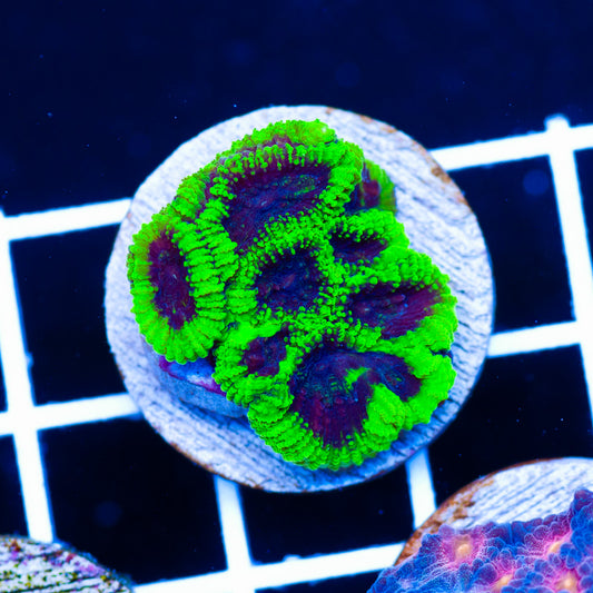 CC Green Goblin Favia