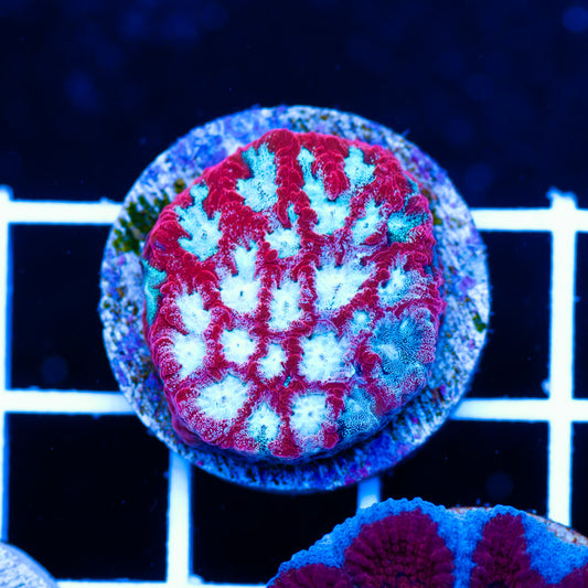 CC Odyssey Favia