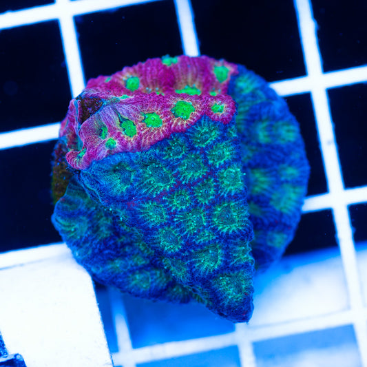 Two Face Dayglo Favia
