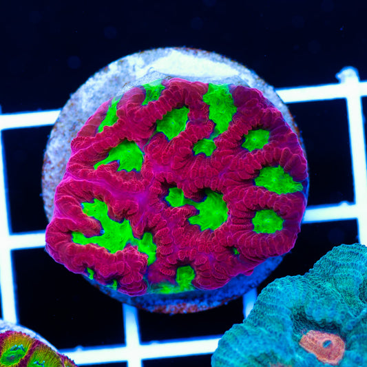 CC Wild Cherry Favia